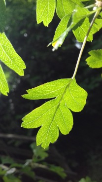 Leaf, Lake District, UK