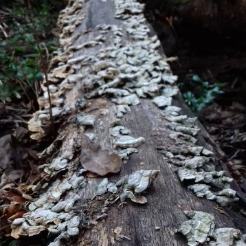 Turkey Tail mushrooms